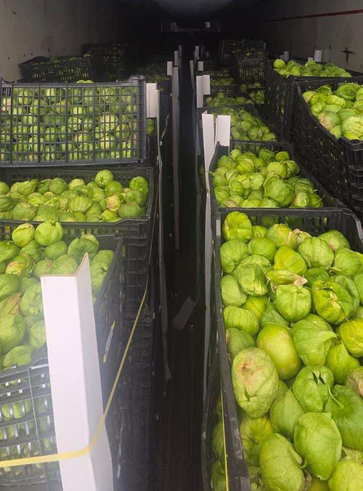 Carga de tomatillos frescos
